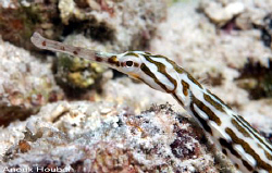 Schultz's pipefish, Corythoichtys schultzi. Picture taken... by Anouk Houben 